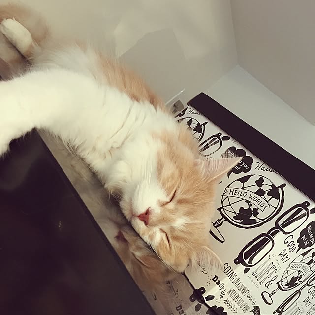 maruさんの実例写真