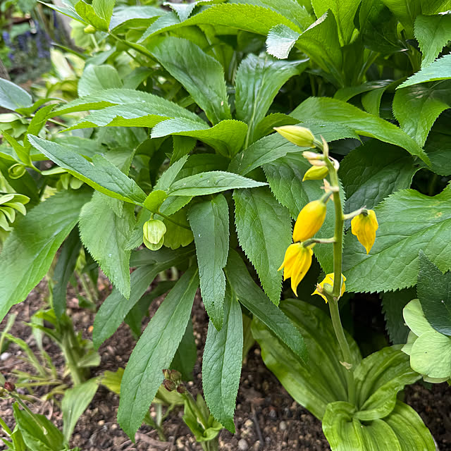 mamizaさんの部屋