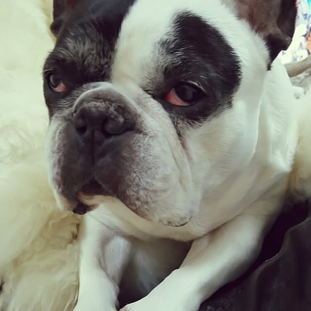 panchobiさんの実例写真