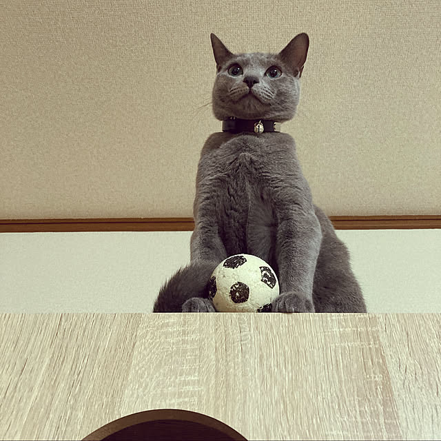 kyonさんの実例写真