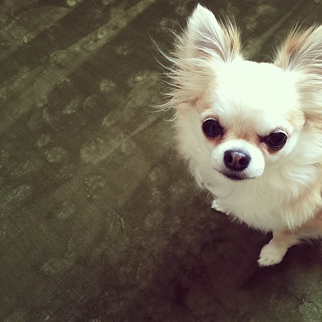 yuko.さんの実例写真