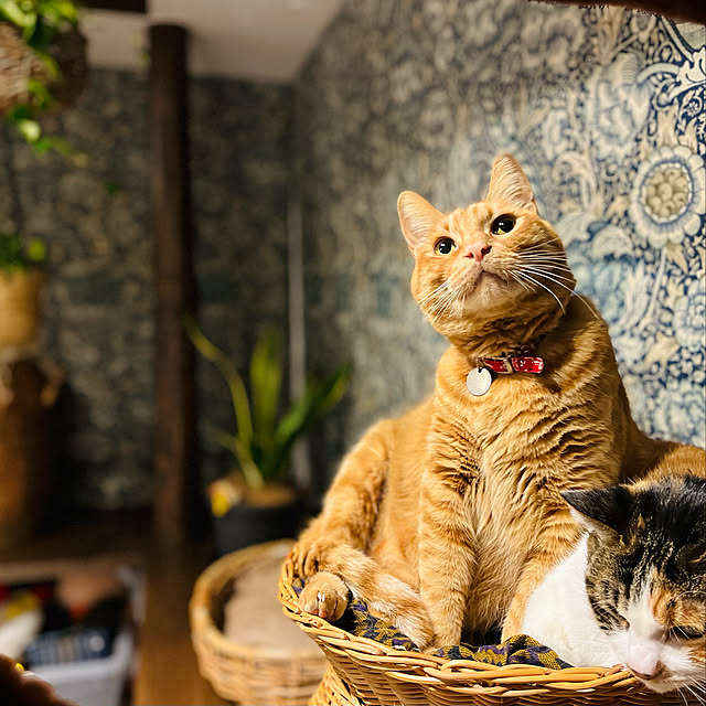 Maruさんの実例写真