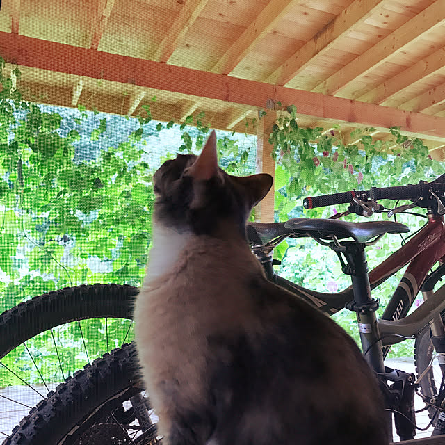 sakurasakuさんの実例写真