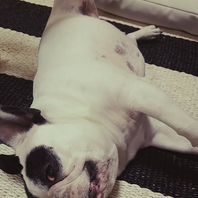 panchobiさんの実例写真