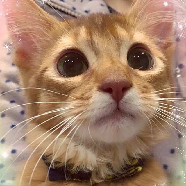 sakineko528さんの実例写真