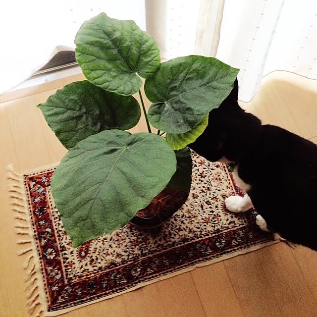 mikasakuさんの実例写真