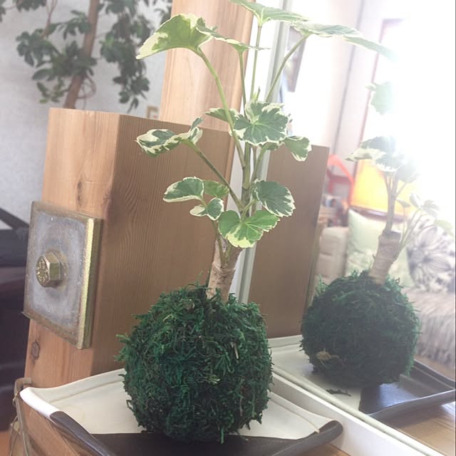 棚/観葉植物のインテリア実例 - 2014-06-19 13:43:25