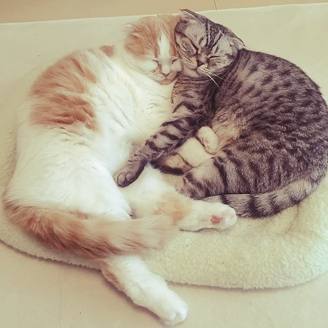meさんの実例写真