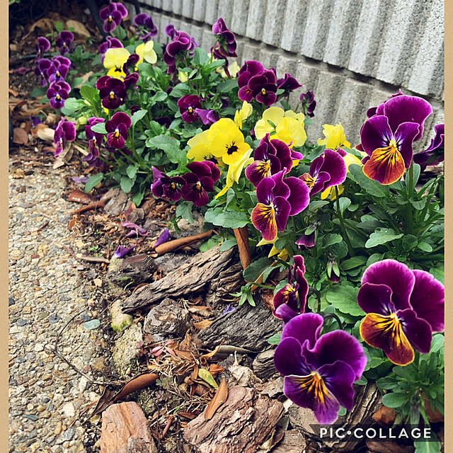 yukarin-gardenさんの実例写真
