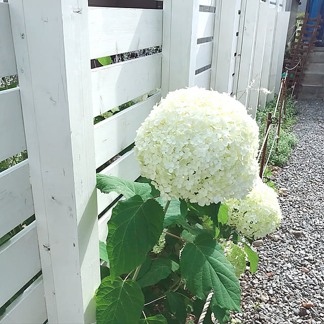 kotoriさんの実例写真