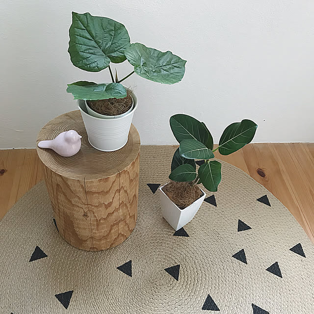 ソストレーネグレーネ/楽天で買ったもの/ゴムの木/ウンベラータ/観葉植物...などのインテリア実例 - 2018-02-05 10:58:45