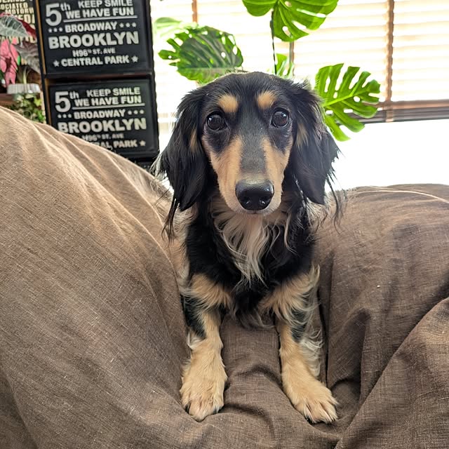 momozouさんの実例写真