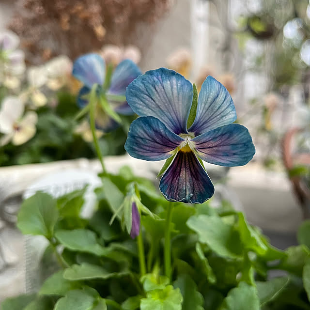 shiropenguinさんの実例写真