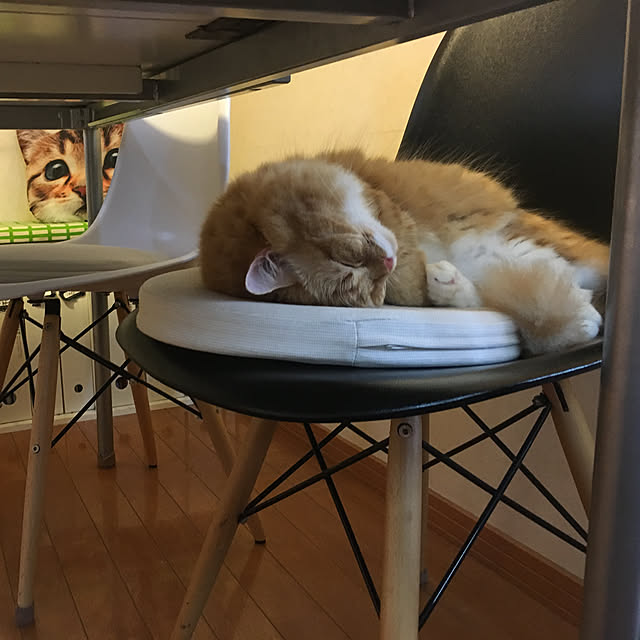 lukeさんの実例写真