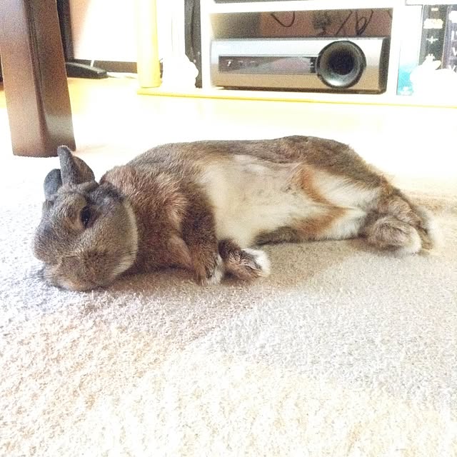 yuzu0223さんの実例写真