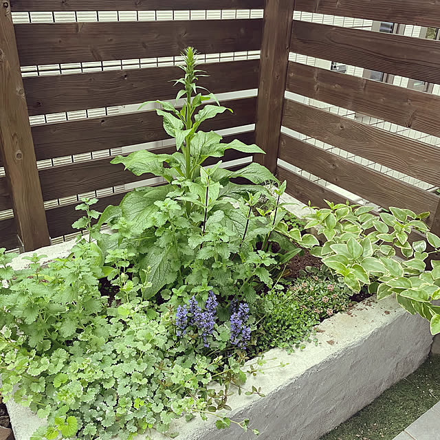 SOHSAさんの実例写真