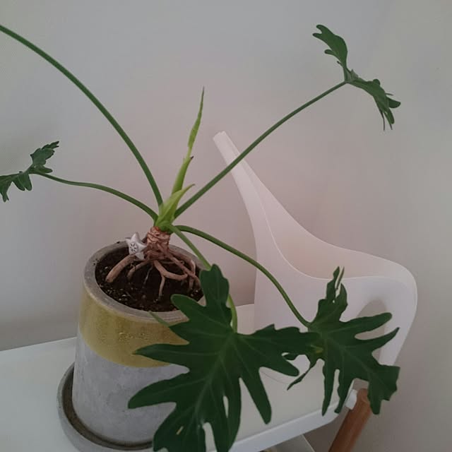 yuinacchiさんの実例写真