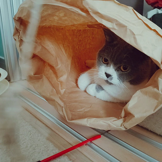 KEIKOさんの実例写真