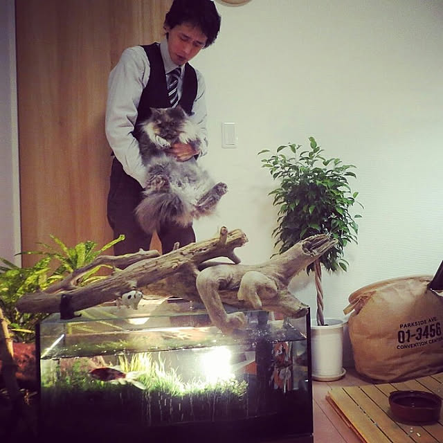 実例写真
