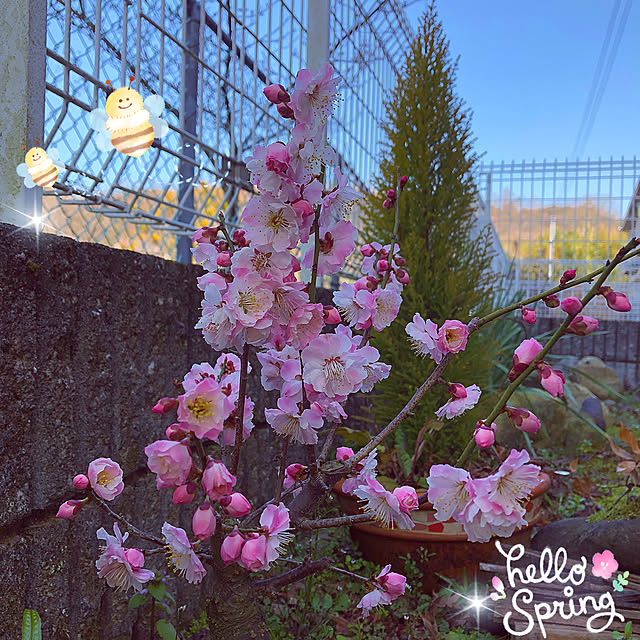 koyuriさんの実例写真
