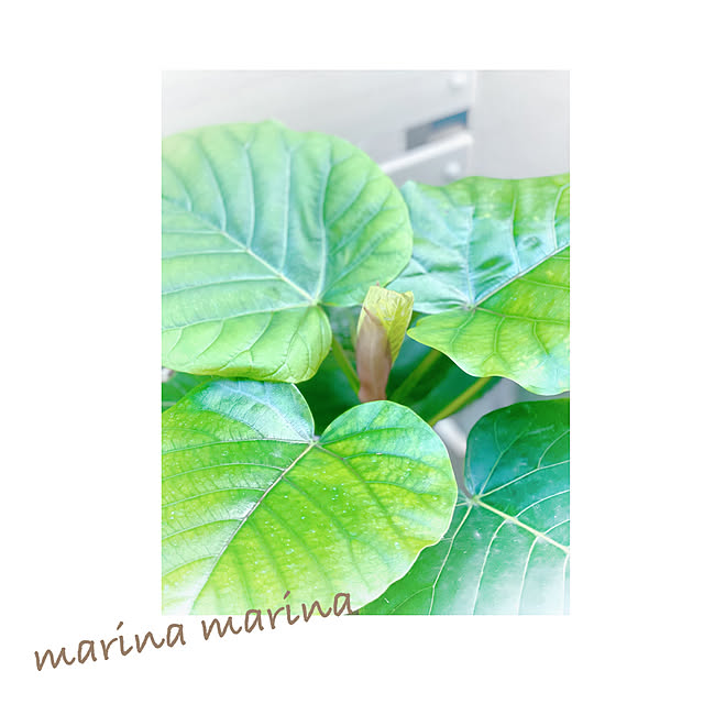 marina.marina.77さんの実例写真