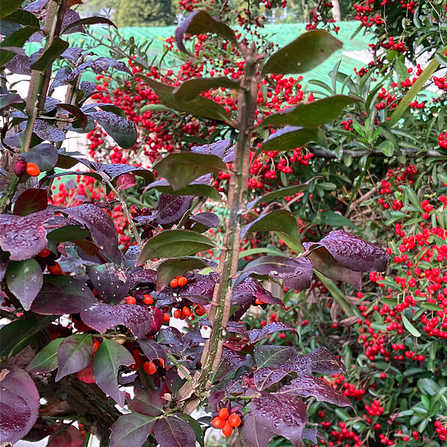 ALICEさんの部屋