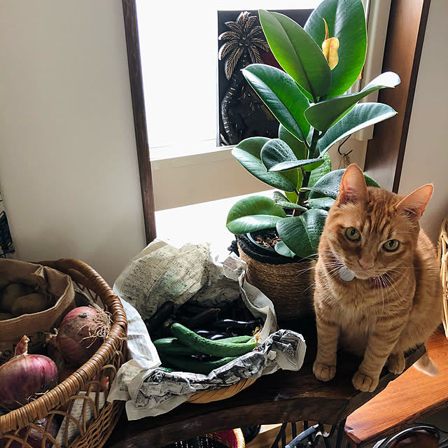 Maruさんの実例写真