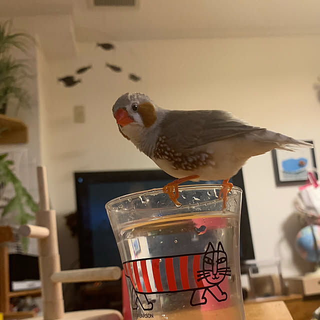 hayuchiさんの実例写真