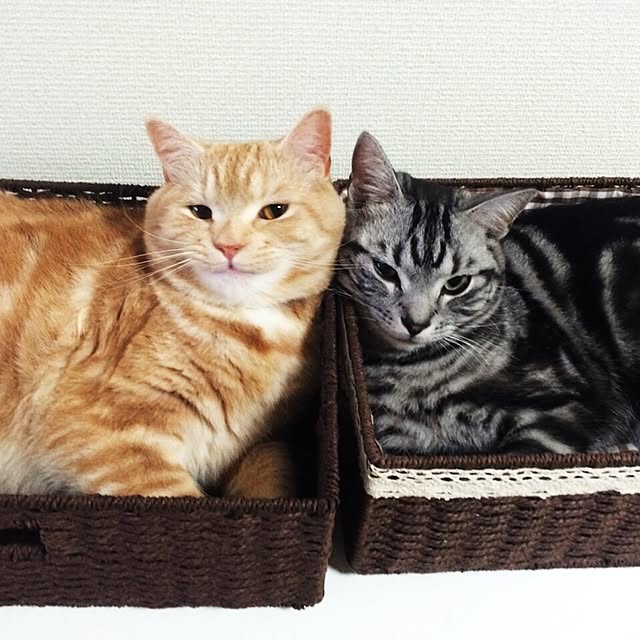 ベッド周り/ねこのインテリア実例 - 2015-07-25 20:33:37