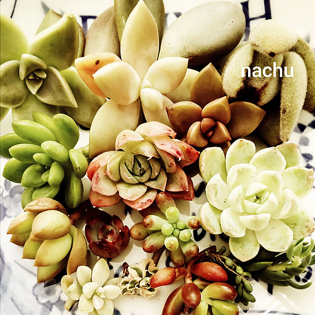 nachuさんの実例写真