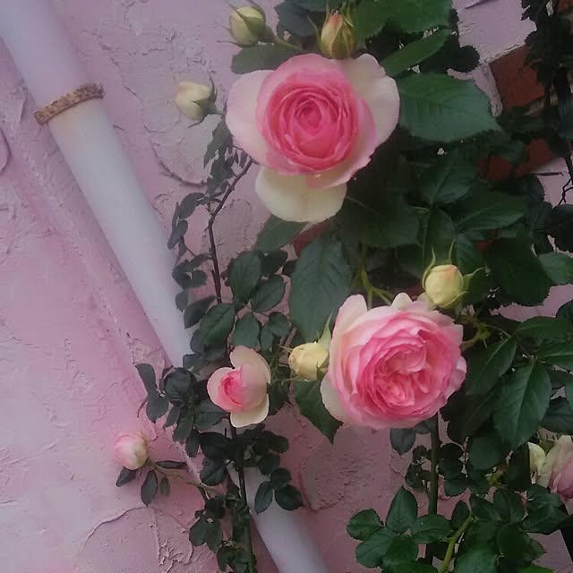 ganamiさんの実例写真