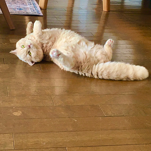 naokoさんの実例写真