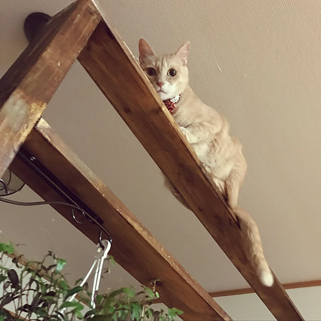 mikan161さんの実例写真