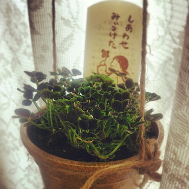 Marikoさんの実例写真