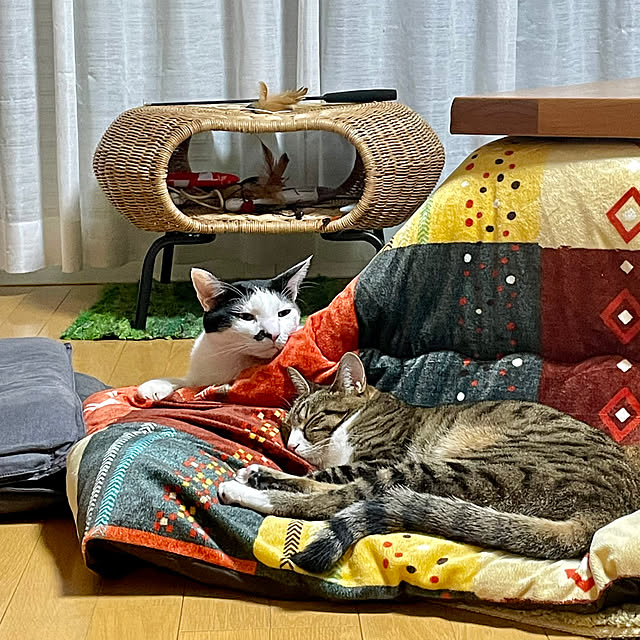 nobikoさんの部屋
