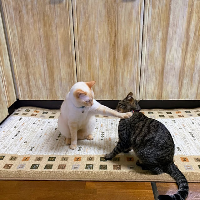 mohhaさんの実例写真