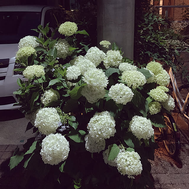 noinoi99さんの実例写真