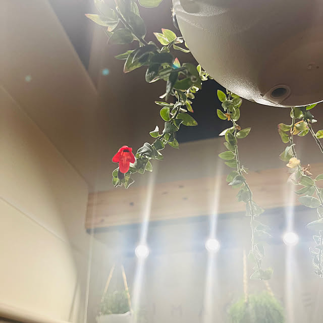DailyRoomclip