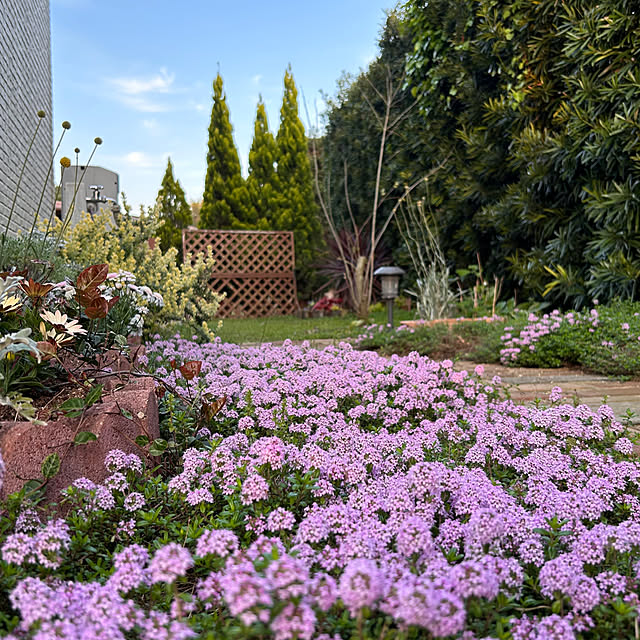 玄関/入り口/クリーピングタイムの花/クリーピングタイム/花のある暮らしのインテリア実例 - 2024-05-07 22:08:31