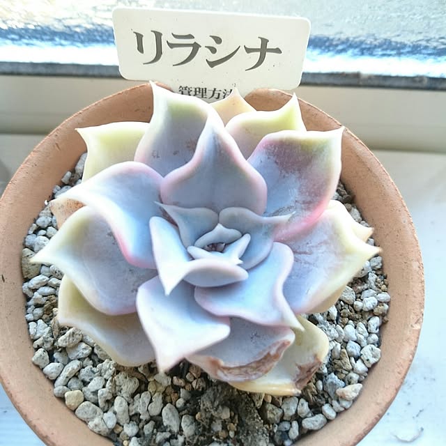 tomomakiさんの実例写真