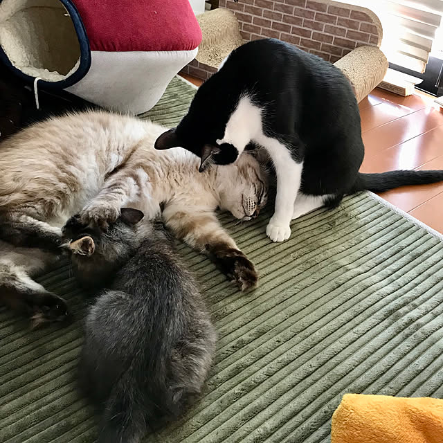 kazaneさんの実例写真