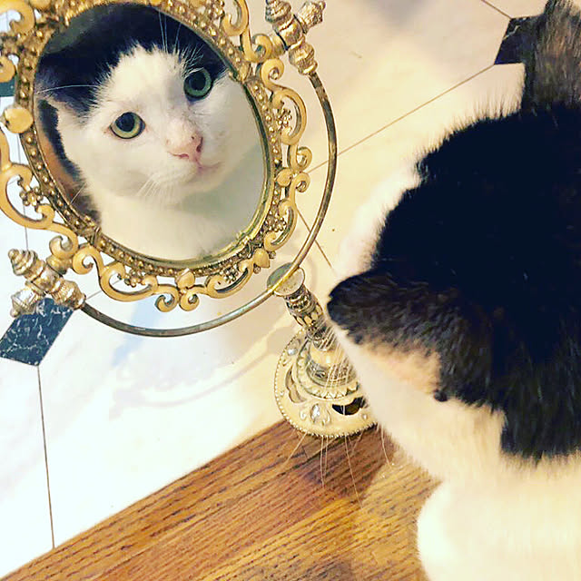 ねこ/部屋全体のインテリア実例 - 2020-08-30 18:03:19