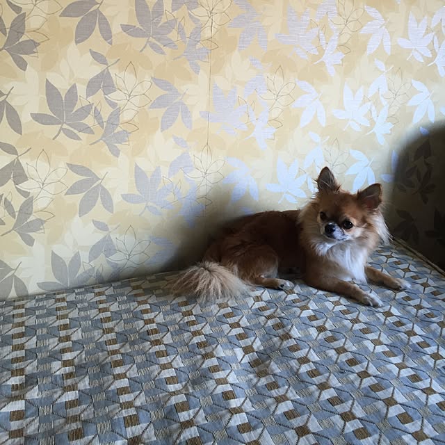 ponguuさんの実例写真