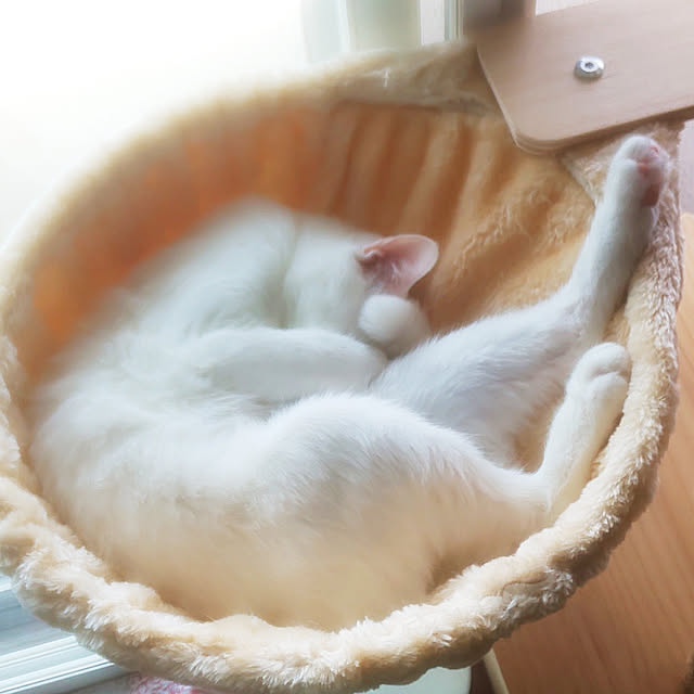 necoさんの実例写真