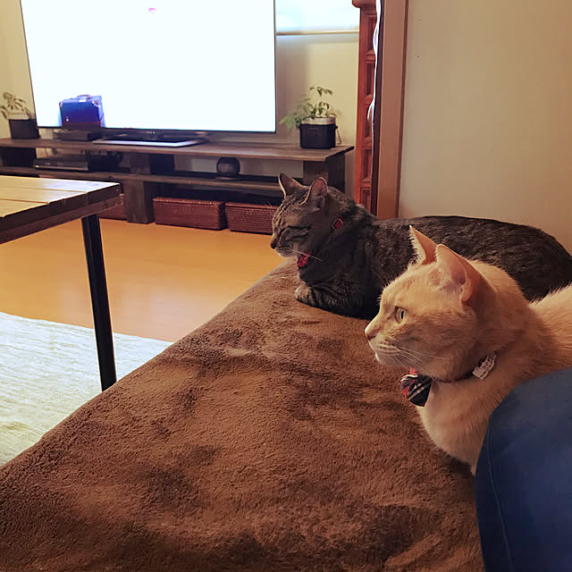 mikan161さんの実例写真