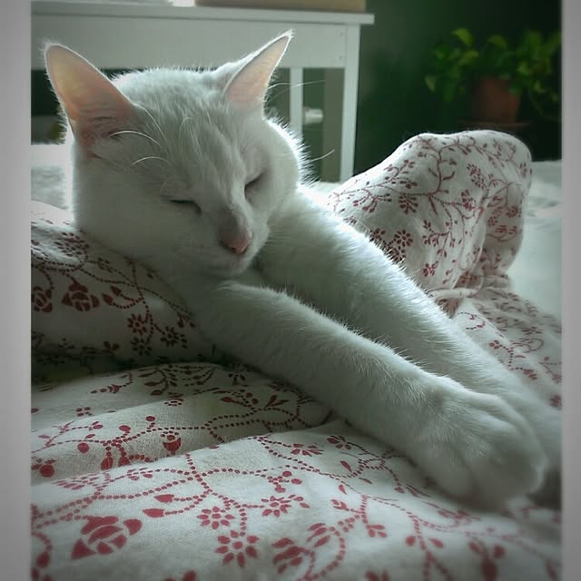 mimiさんの実例写真
