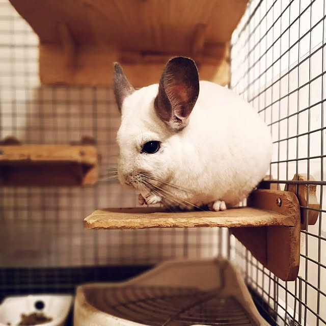 korさんの実例写真