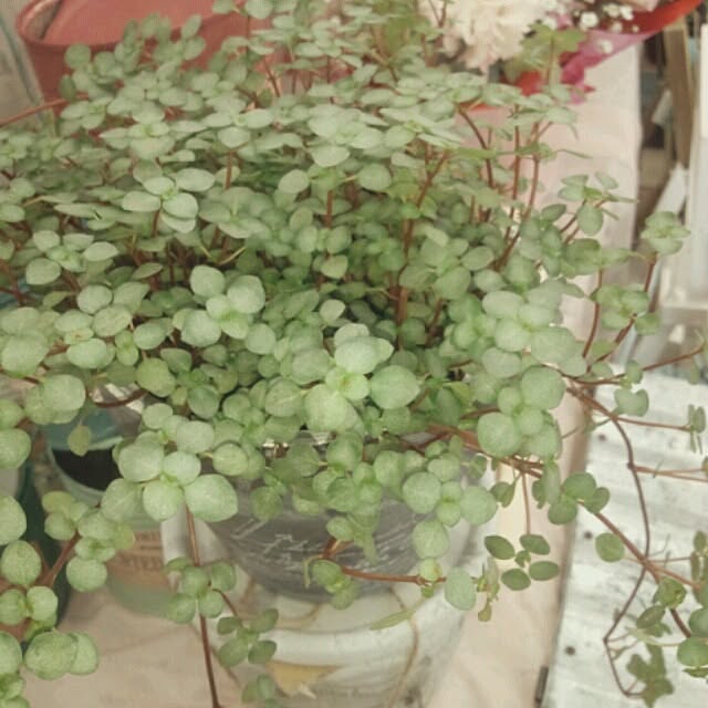 popoさんの実例写真