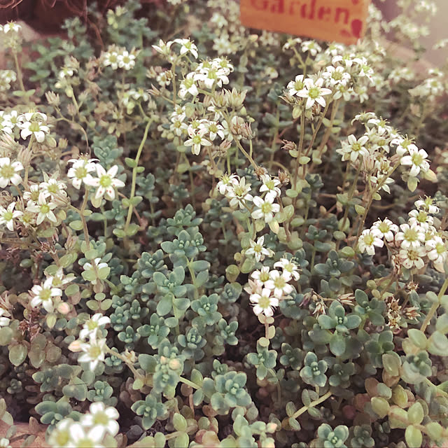 norakuro.1972さんの実例写真