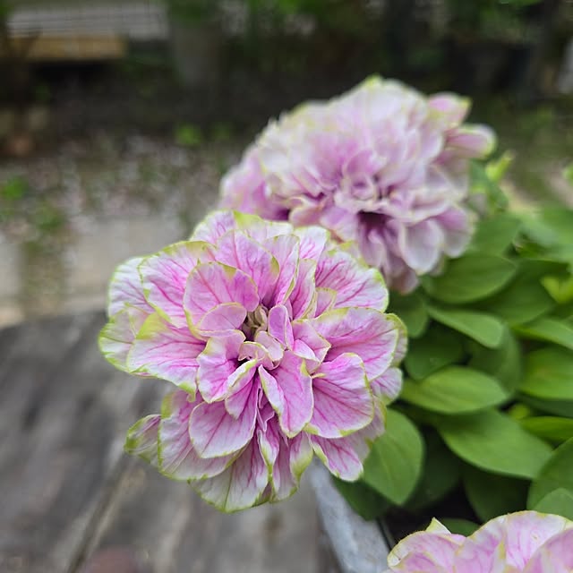 min_nimさんの実例写真